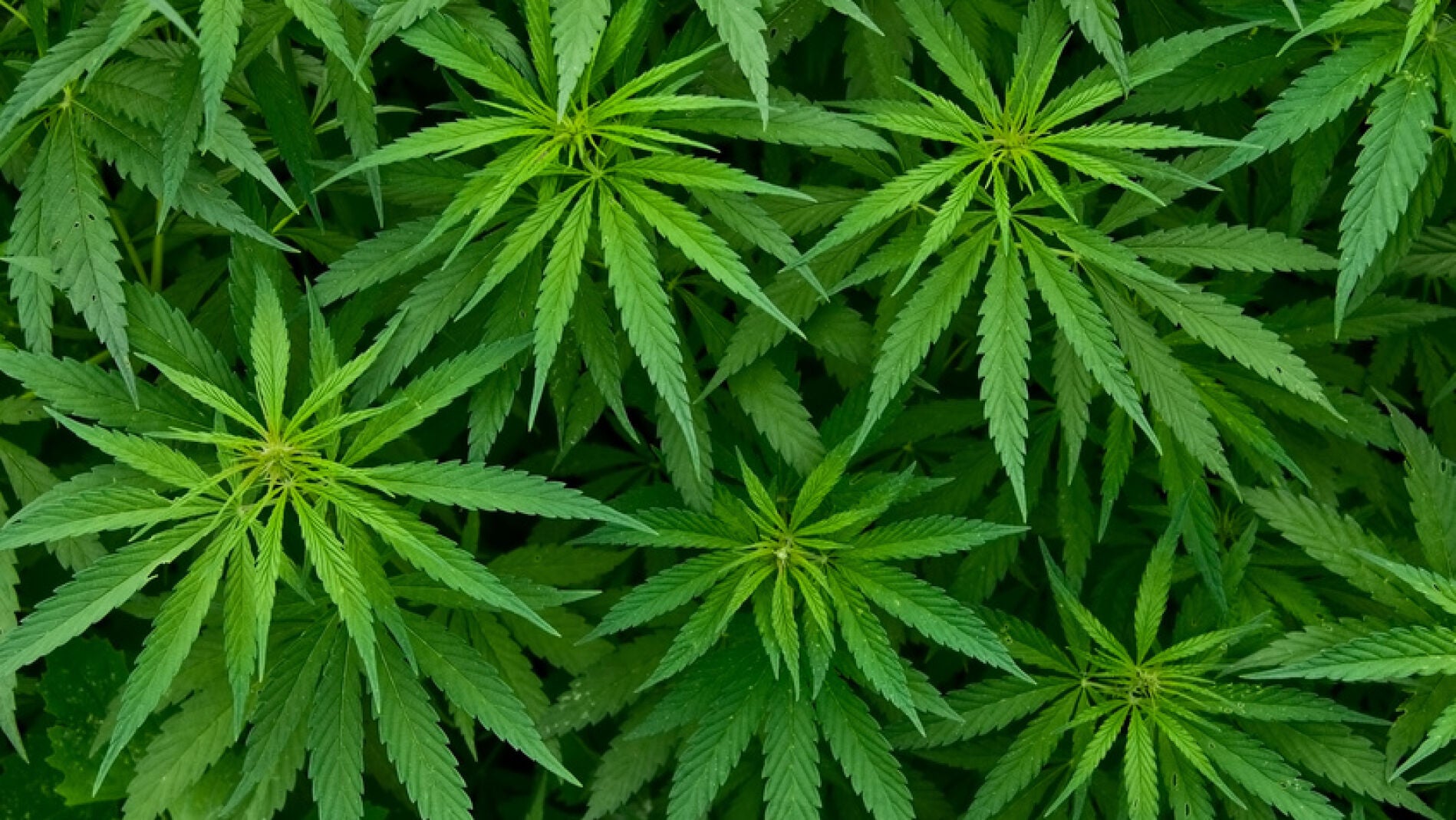 Hojas de marihuana