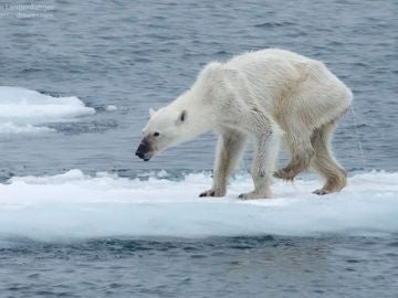 Las imágenes que muestran la destrucción de la biodiversidad