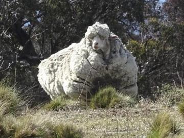 Esquilan 42,3 kilos de lana de una oveja 