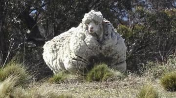 Esquilan 42,3 kilos de lana de una oveja 