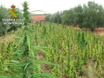 La Guardia Civil lleva a cabo la mayor incautación de plantas de marihuana en España 