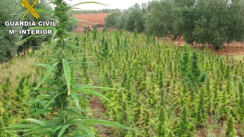 La Guardia Civil lleva a cabo la mayor incautaci&oacute;n de plantas de marihuana en Espa&ntilde;a 