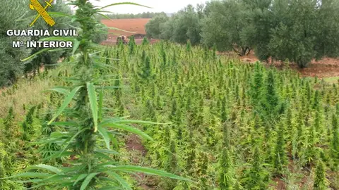 La Guardia Civil lleva a cabo la mayor incautación de plantas de marihuana en España La Guardia Civil lleva a cabo la mayor incautación de plantas de marihuana en España