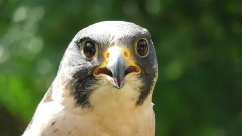Halcón peregrino Halcón peregrino