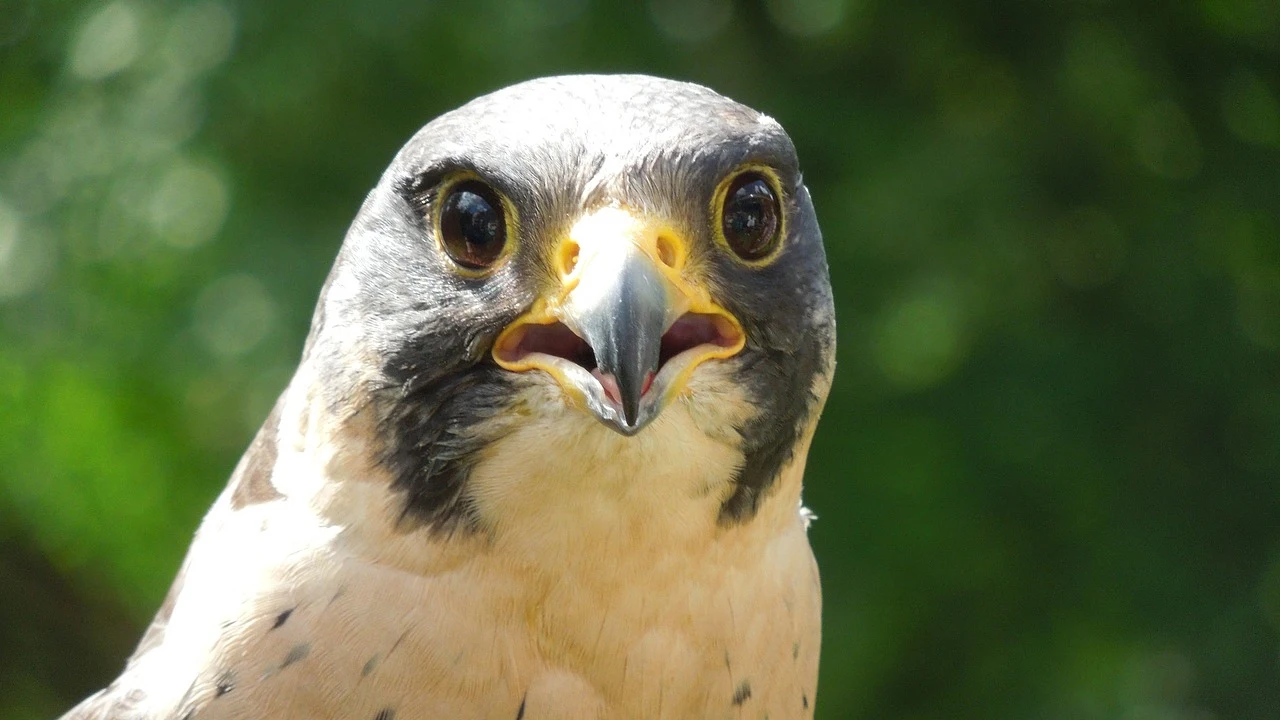 Halcón peregrino Halcón peregrino