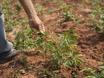 Plantas de marihuana. Plantas de marihuana.