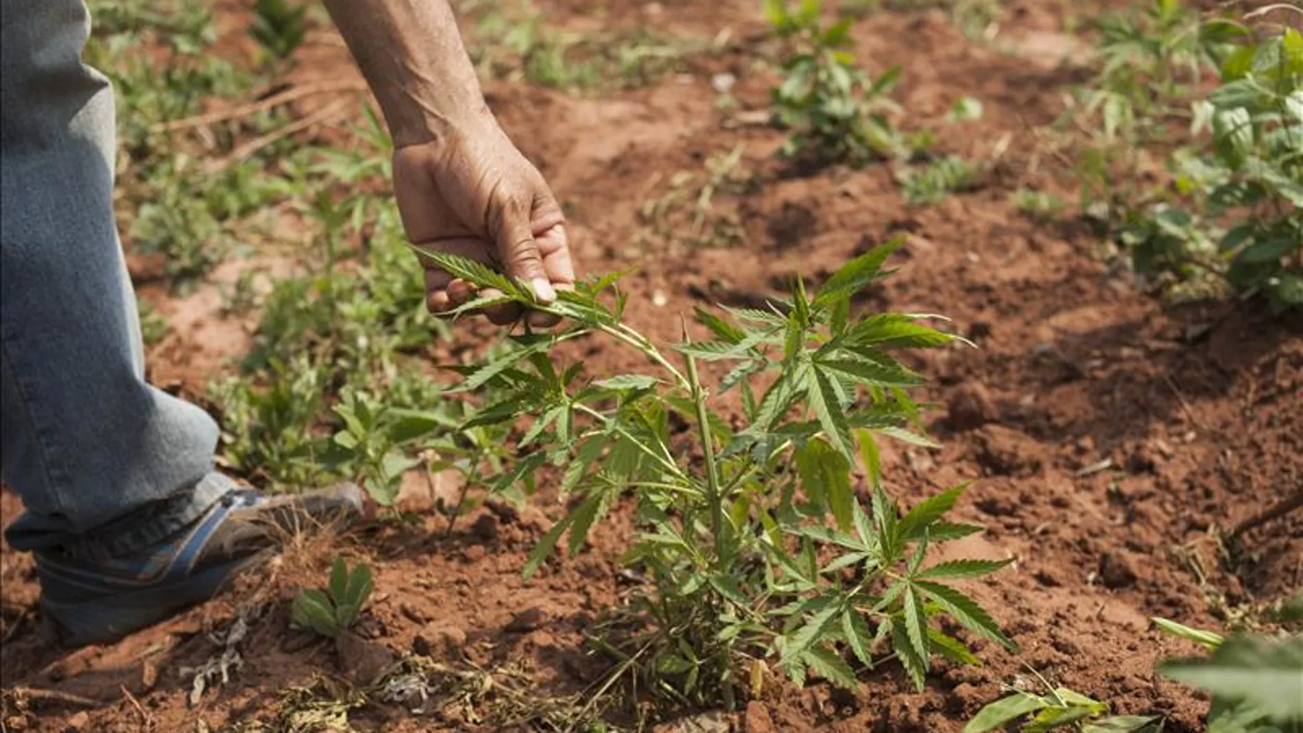 Plantas de marihuana. Plantas de marihuana.