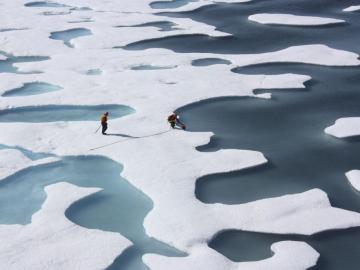 El Ártico, invadido por mosquitos a causa del calentamiento global 