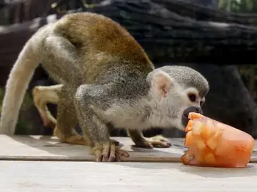 Un mono tití ardilla come un helado de fruta Un mono tití ardilla come un helado de fruta
