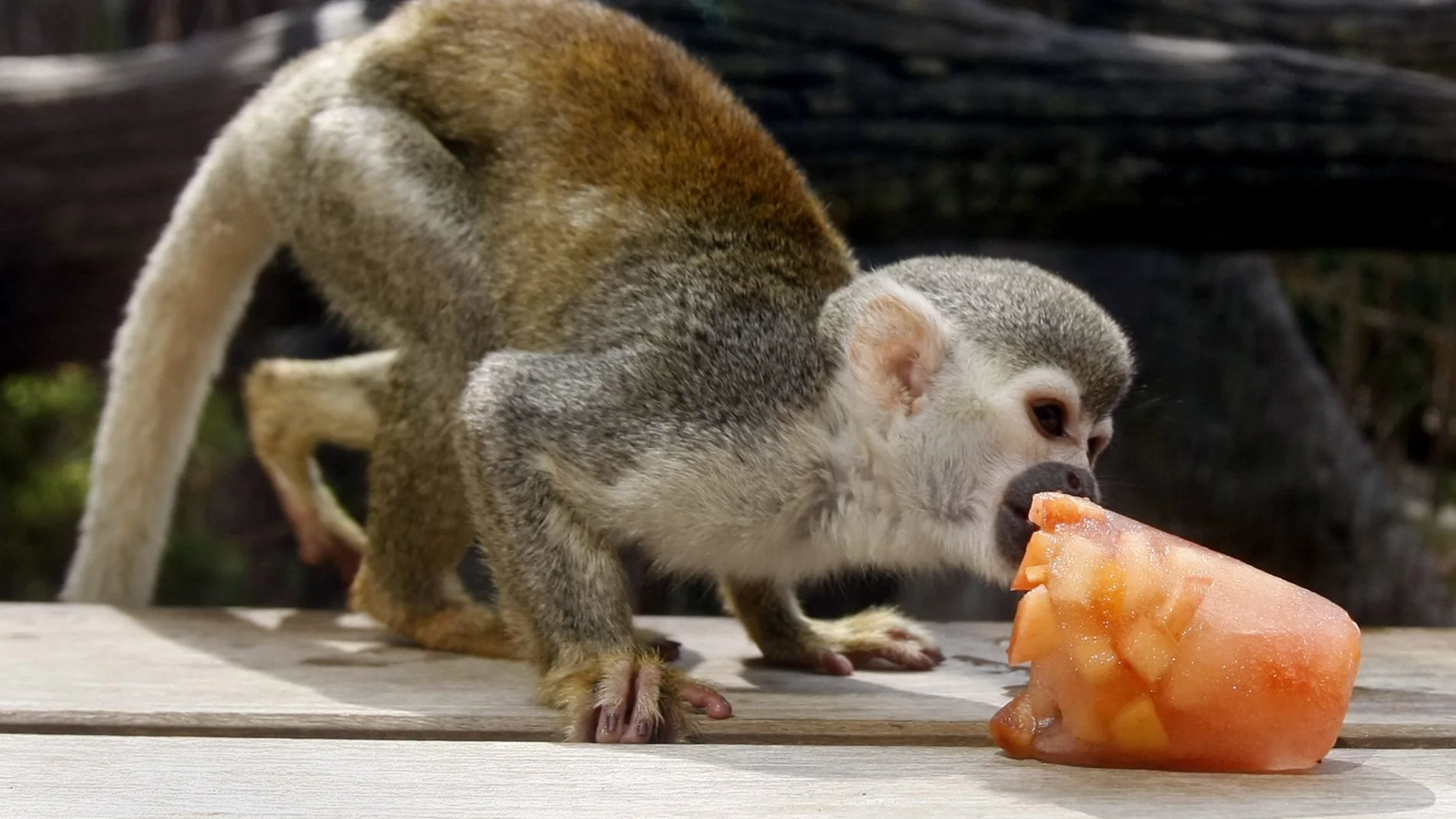 Un mono tití ardilla come un helado de fruta Un mono tití ardilla come un helado de fruta