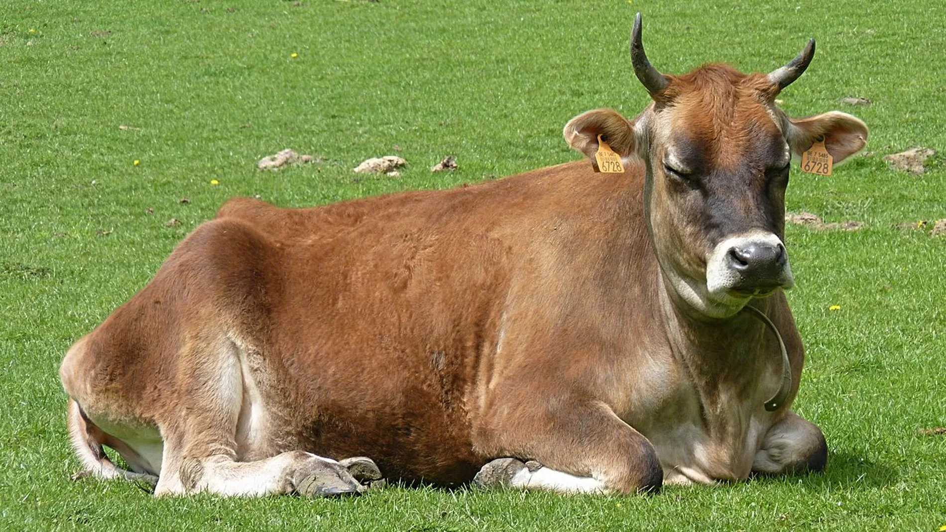 En la imagen descansando, una vaca de Jersey En la imagen descansando, una vaca de Jersey