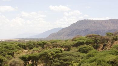 La desaparición de los grandes animales acelera el cambio climático