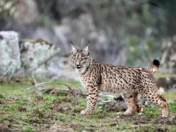 Un ejemplar de lince ibérico Un ejemplar de lince ibérico