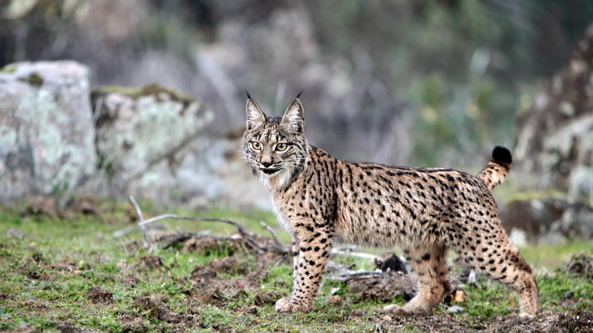 Un ejemplar de lince ibérico Un ejemplar de lince ibérico