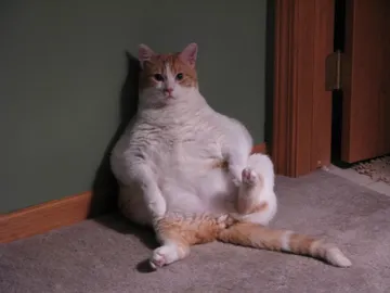 gato gordo gato gordo
