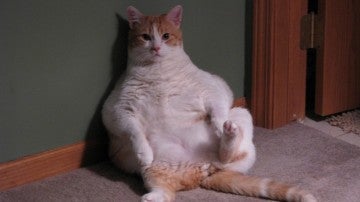 gato gordo