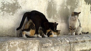 Gatos callejeros