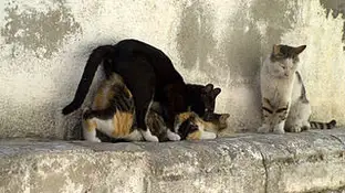Gatos callejeros Gatos callejeros