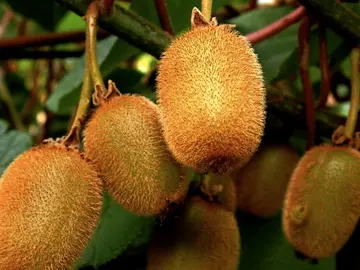 kiwis kiwis