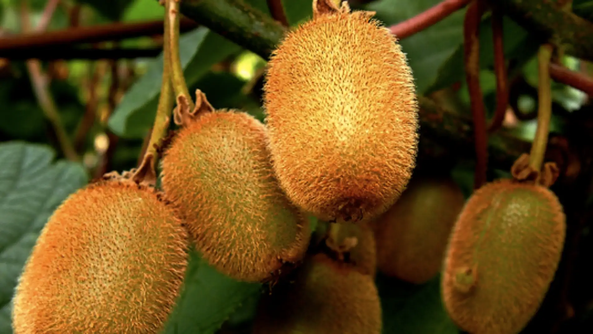 kiwis
