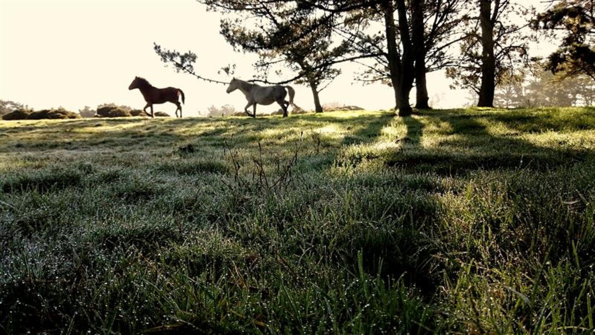 Caballos galopaban por la Serra de O Forgoselo (Coru&ntilde;a) en un fin de semana protagonizado por el buen tiempo
