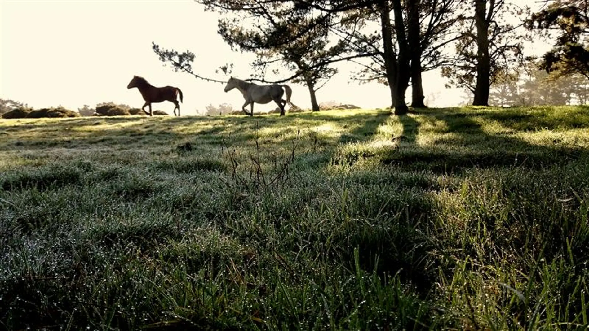 Caballos galopaban por la Serra de O Forgoselo (Coruña) en un fin de semana protagonizado por el buen tiempo Caballos galopaban por la Serra de O Forgoselo (Coruña) en un fin de semana protagonizado por el buen tiempo
