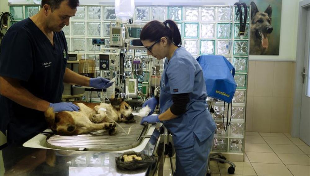 Dos veterinarios en una clínica