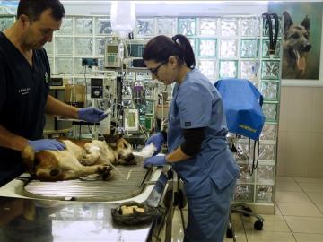 Dos veterinarios en una clínica 