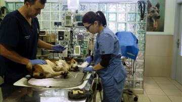 Dos veterinarios en una clínica 