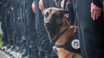 Diesel, el perro de la policía francesa
