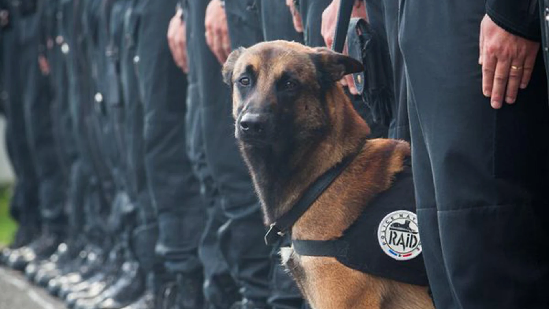 Diesel, el perro de la policía francesa Diesel, el perro de la policía francesa