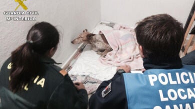 La Guardia Civil investiga el abandono y maltrato a una perra en Lanzarote