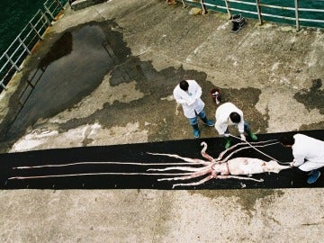 Calamar gigante en las instalaciones de CEPESMA en Luarca