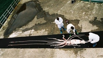 Calamar gigante en las instalaciones de CEPESMA en Luarca