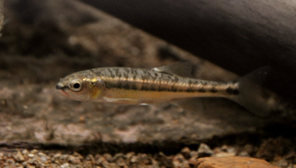 Una de las especies invasoras presentes en el lago Closell