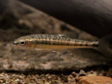 Una de las especies invasoras presentes en el lago Closell