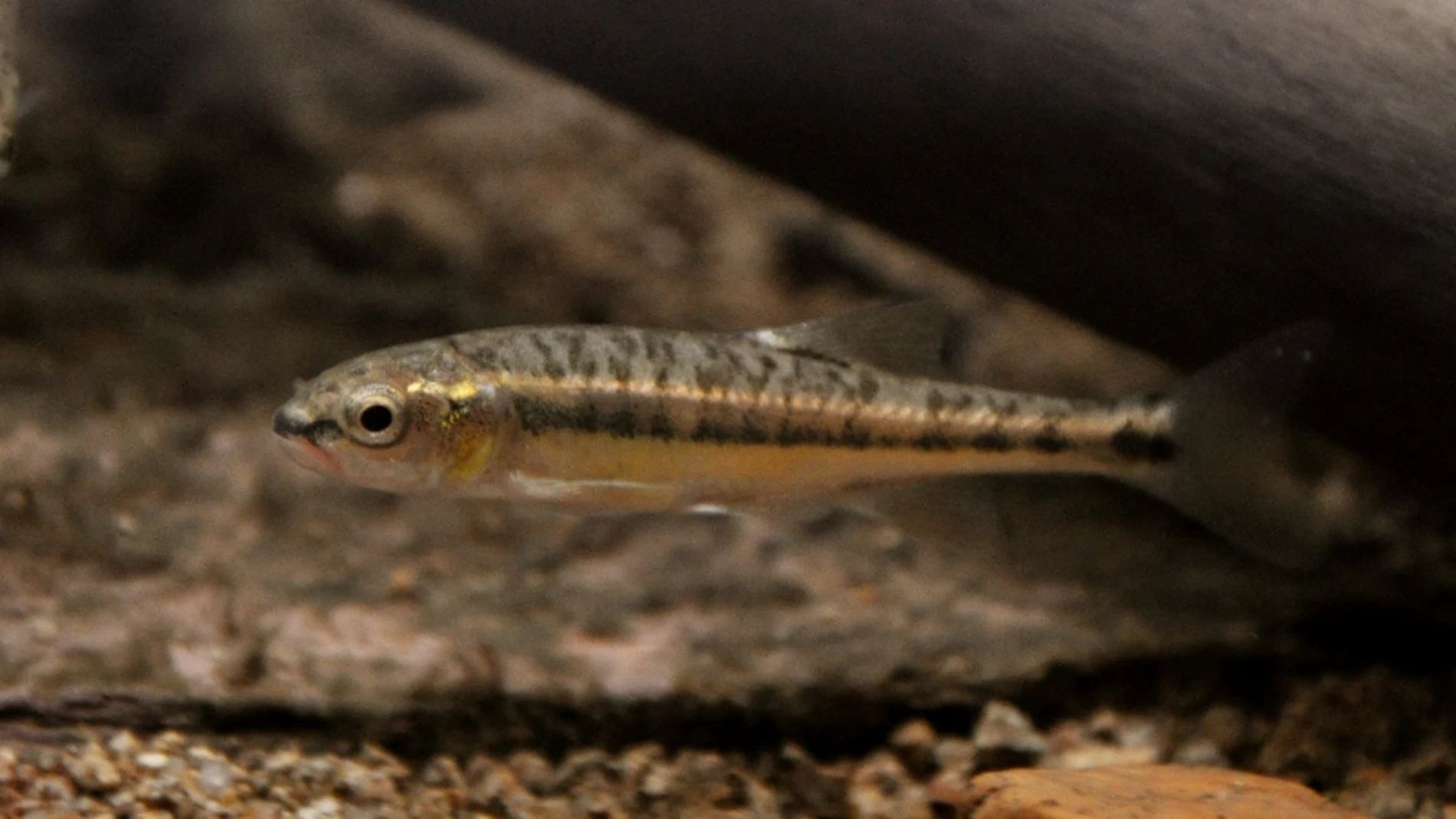 Una de las especies invasoras presentes en el lago Closell Una de las especies invasoras presentes en el lago Closell