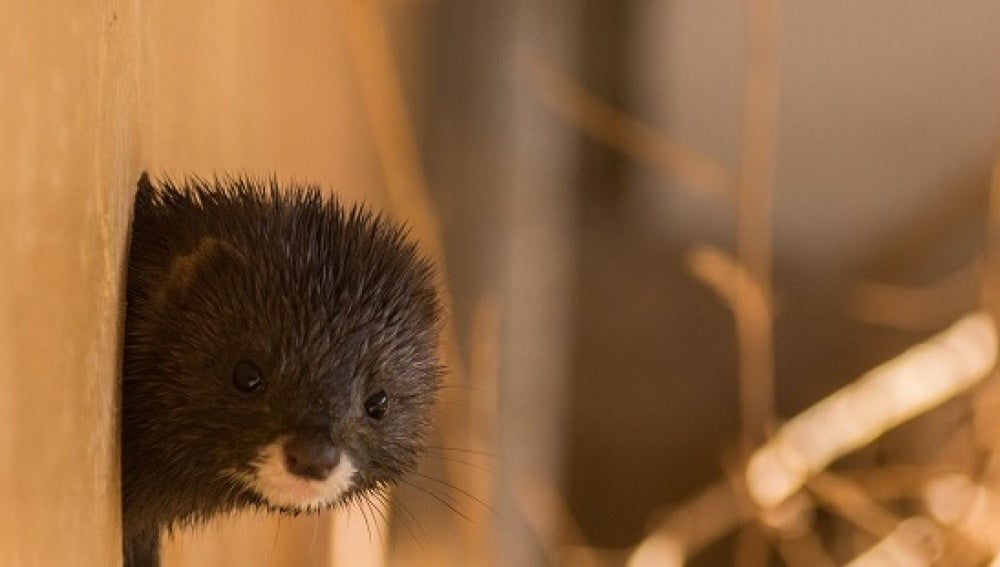 El visón europeo, un animal en peligro de extinción