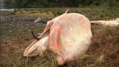 Hallan centenares de ballenas muertas en la costa sur de Chile
