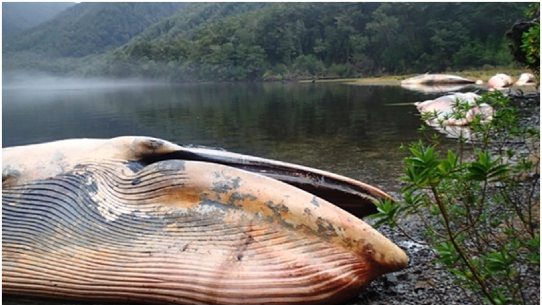 Muerte masiva de ballenas en Chile Muerte masiva de ballenas en Chile