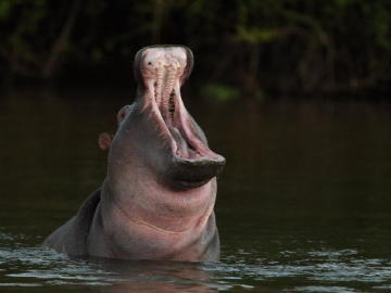 Hipopótamo en el río Limpopo