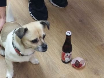 Un perro disfrutando de su 'cerveza' en Belfos y Trufas