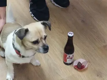 Un perro disfrutando de su 'cerveza' en Belfos y Trufas Un perro disfrutando de su 'cerveza' en Belfos y Trufas