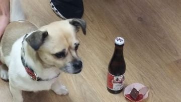 Un perro disfrutando de su 'cerveza' en Belfos y Trufas