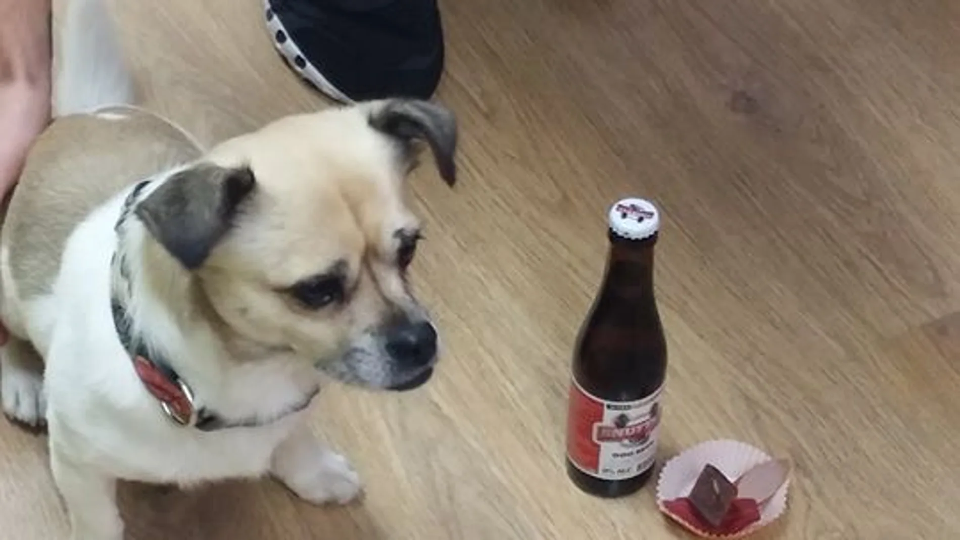 Un perro disfrutando de su 'cerveza' en Belfos y Trufas Un perro disfrutando de su 'cerveza' en Belfos y Trufas