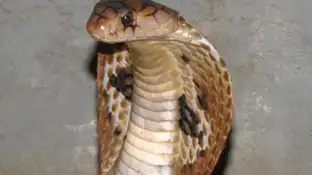Cobra Cobra