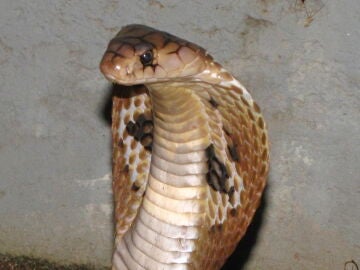 Cobra