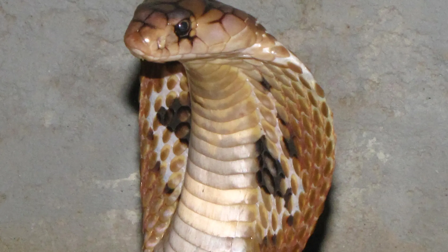 Cobra Cobra