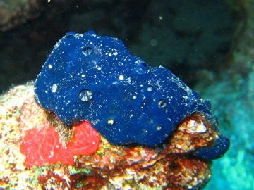 Esponja Porifera