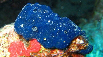 Esponja Porifera